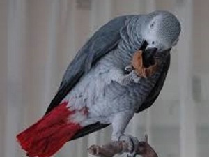  Afrika gri papağanı / jako papağanı 9 İkitelli OSB