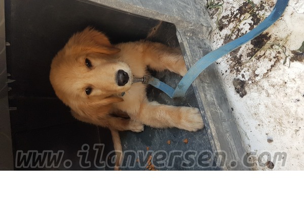 Hacı İsa Mah. köpek ilanı ver