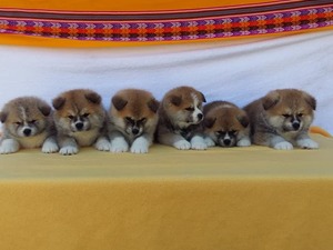 Akita inu Sahibinden 1 TL