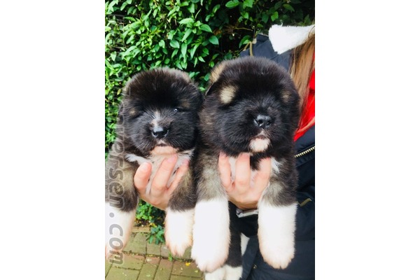Akita inu 1 TL Fevzi Çakmak Mah.