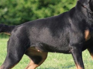 yeni doğmuş köpek Rottweiler köpek Süleymanpaşa