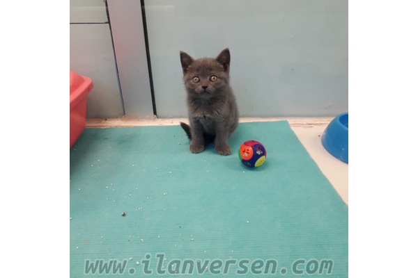 British shorthair Dişi ve Erkek Balat Mah.