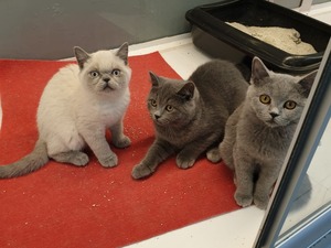 British shorthair Sahibinden 0 TL