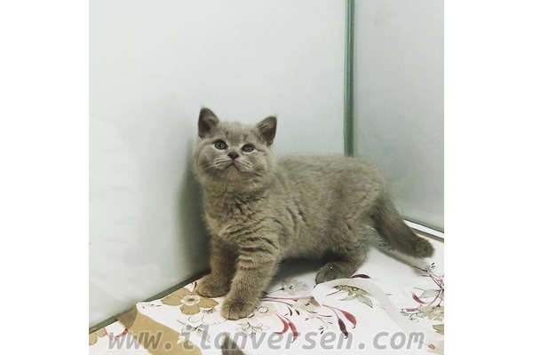 British shorthair Sahibinden 1 TL