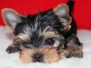 Yorkshire terrier Dişi ve Erkek Atatürk Mah.
