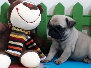Pug Sahibinden Atapark Mah.