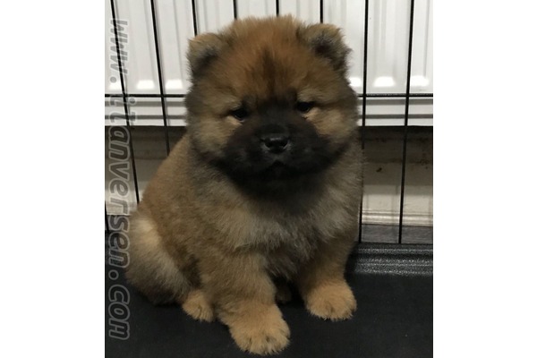 Chow Chow Dişi ve Erkek köpek