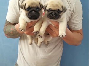 Pug 1 TL Atapark Mah.