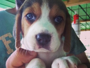  Beagle yaş 0-3 Aylık