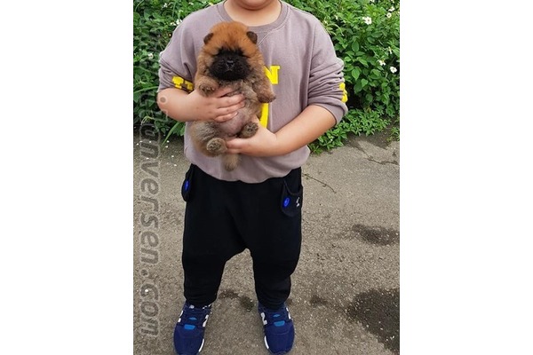 Chow Chow köpek Bandırma