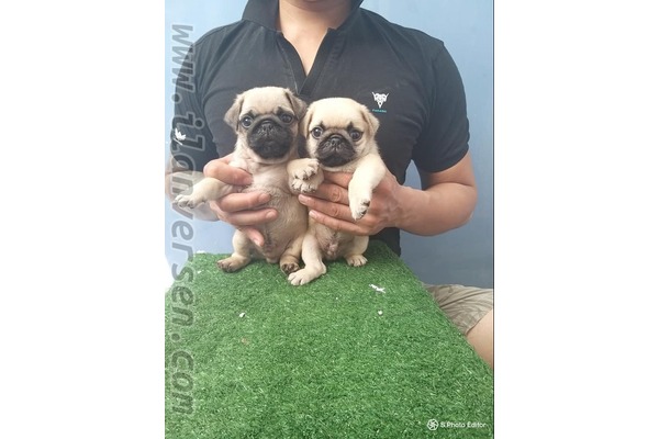 Karamehmet Mah. köpek ilanı ver