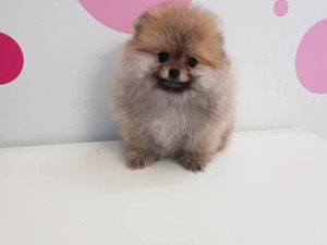 köpek ilanlari İnönü Mah.