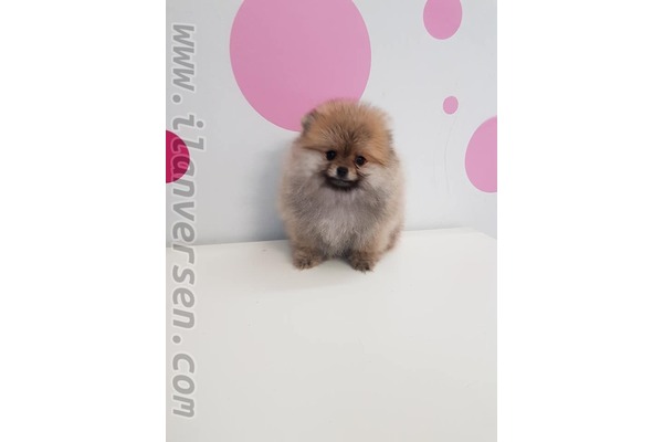 köpek ilanlari İnönü Mah.