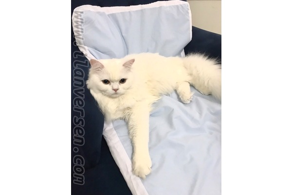 Erkek kedi Cevizli Mah.