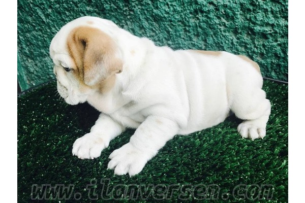 Fevzi Çakmak Mah. English bulldog ilanları