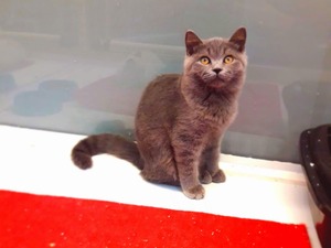 kedi British shorthair fiyatları