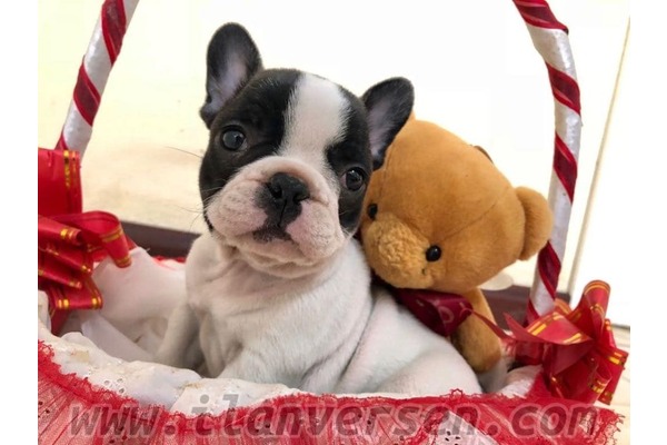 French bulldog 17 Eylül Mah.