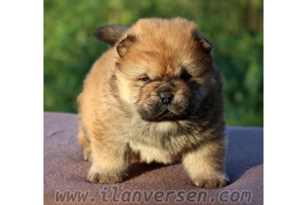 Chow Chow 600 Evler Mah.