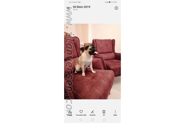 Pug Fatih Mah.