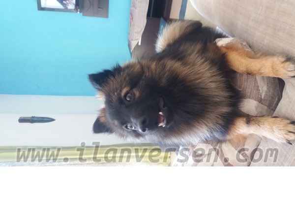 Aşılı Pomeranian