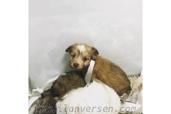 Macun Mah. köpek ilanları