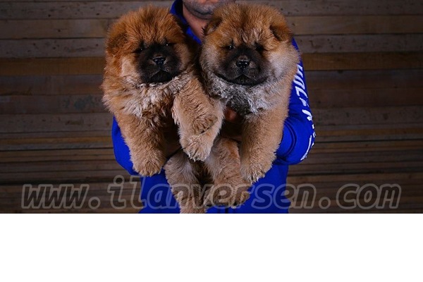 Chow Chow İnönü Mah.