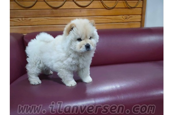 Chow Chow Sahibinden Yahyakaptan Mah.