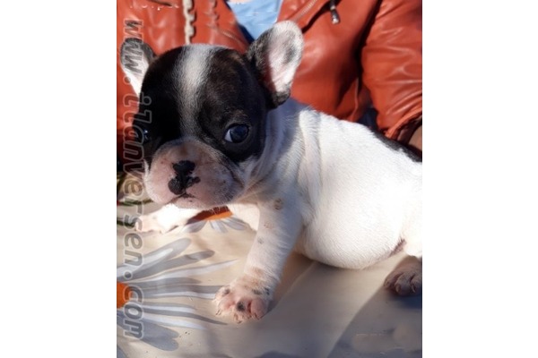French bulldog köpek Konak