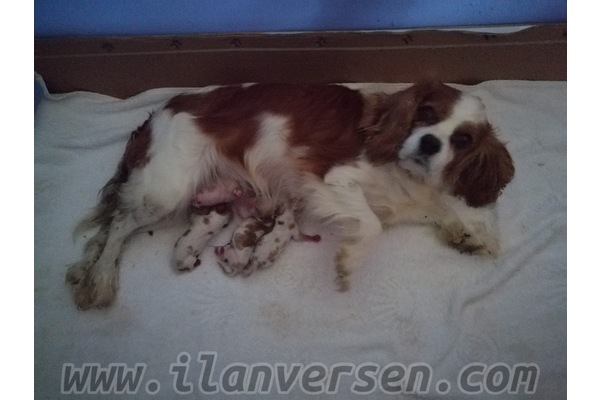 Alacaatlı Mah. köpek ilanları