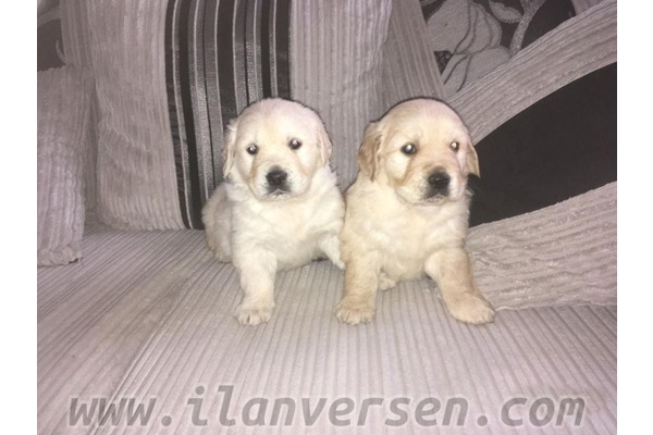 Golden retriever Merkez Efendi Mah.