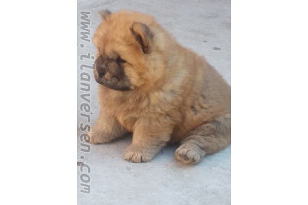 Dişi ve Erkek köpek Merkez Efendi Mah.