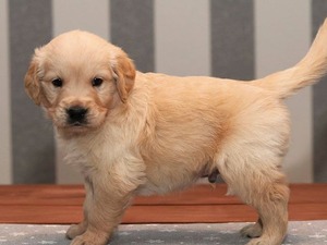erkek golden yavrusu köpek Golden retriever fiyatları
