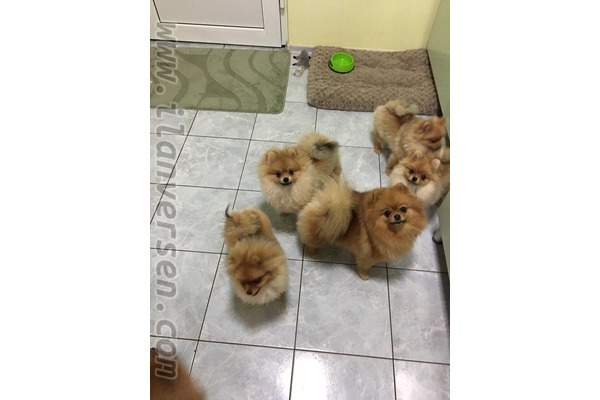 Pomeranian Dişi ve Erkek Fevzi Çakmak Mah.