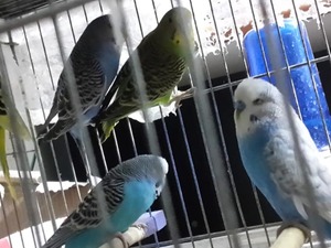satılık jumbo muhabbet kuşları Dişi ve Erkek Muhabbet Ümraniye