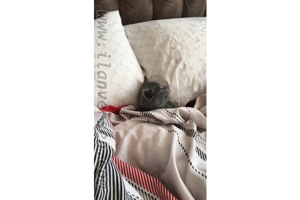 British shorthair Dişi ve Erkek 8 Kasım Mah.