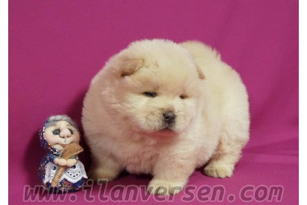 Altınkum Mah. Chow Chow ilanları