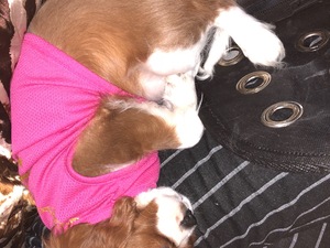 Cavalier king Charles yaş 2
