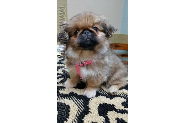 Pekinez köpek Konak