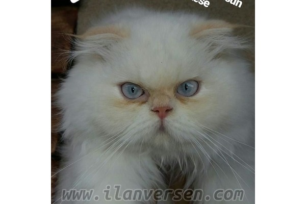 İran ilanları