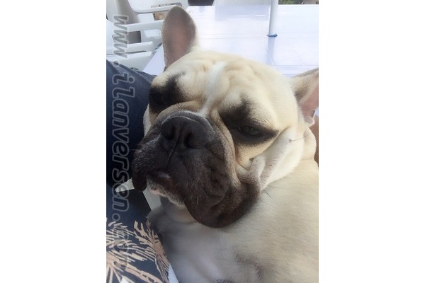 Taşdelen Mah. French bulldog ilanları