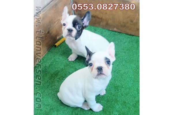 köpek French bulldog fiyatları