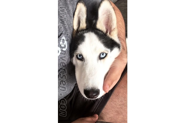 Husky yaş 2 Zekeriyaköy Köyü