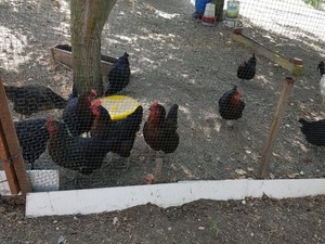 Baklalı Köyü hayvanlar fiyatları