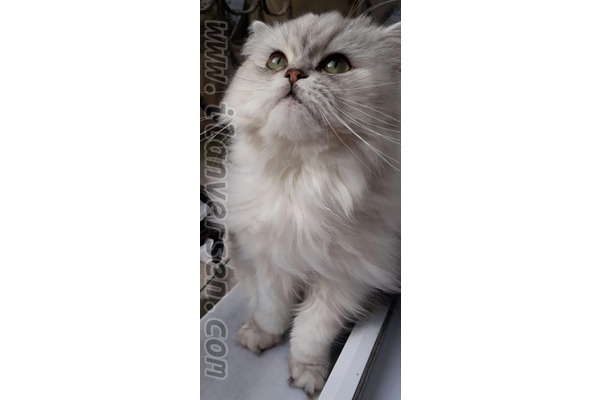 Dişi kedi İnönü Mah.