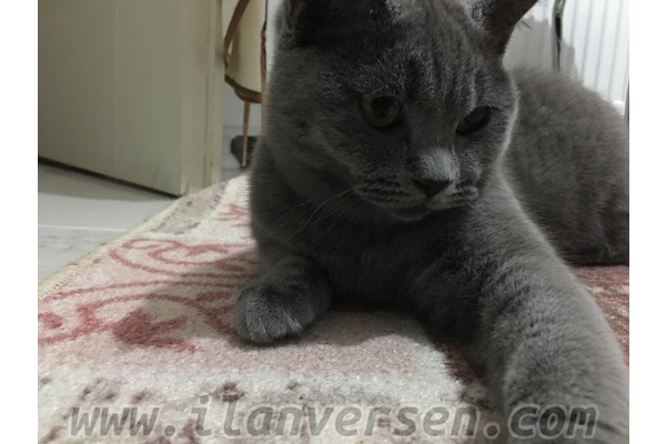 kedi ilanlari Aralık Mah.
