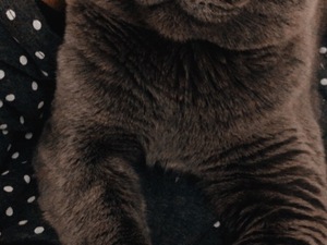  Scottish fold Erkek kedi