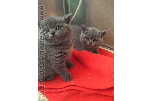 Merkez Efendi Mah. kedi ilanı ver