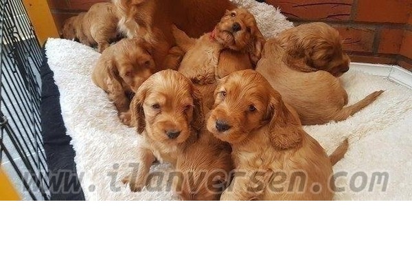 American coccer Sahibinden 1 TL
