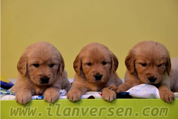 Golden retriever 1 TL Merkez Efendi Mah.