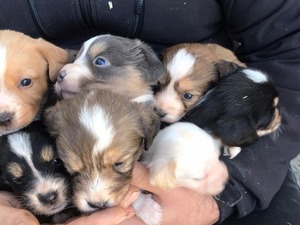 yaş 0-3 Aylık köpek Yalı Mah.